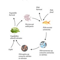 Fig 3.2 Aquaponic bio-cycle