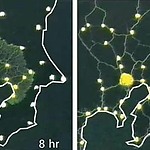 Slime Mold in the conceptual design of more efficient links