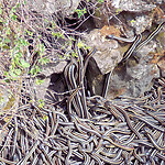 Snakes den as a biomimicry inspiration