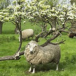 Biologische schapen