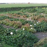 Saline agriculture Texel: an example transition project 2006-2010