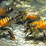 protection of a hive