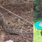Trampoline and tammar wallaby: is there any relation?
