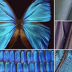 Biomimicry - Inspiraton in Nature