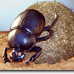 The "Curious Case" of Dung Beetle