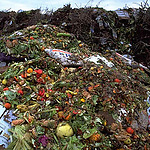 Food & waste